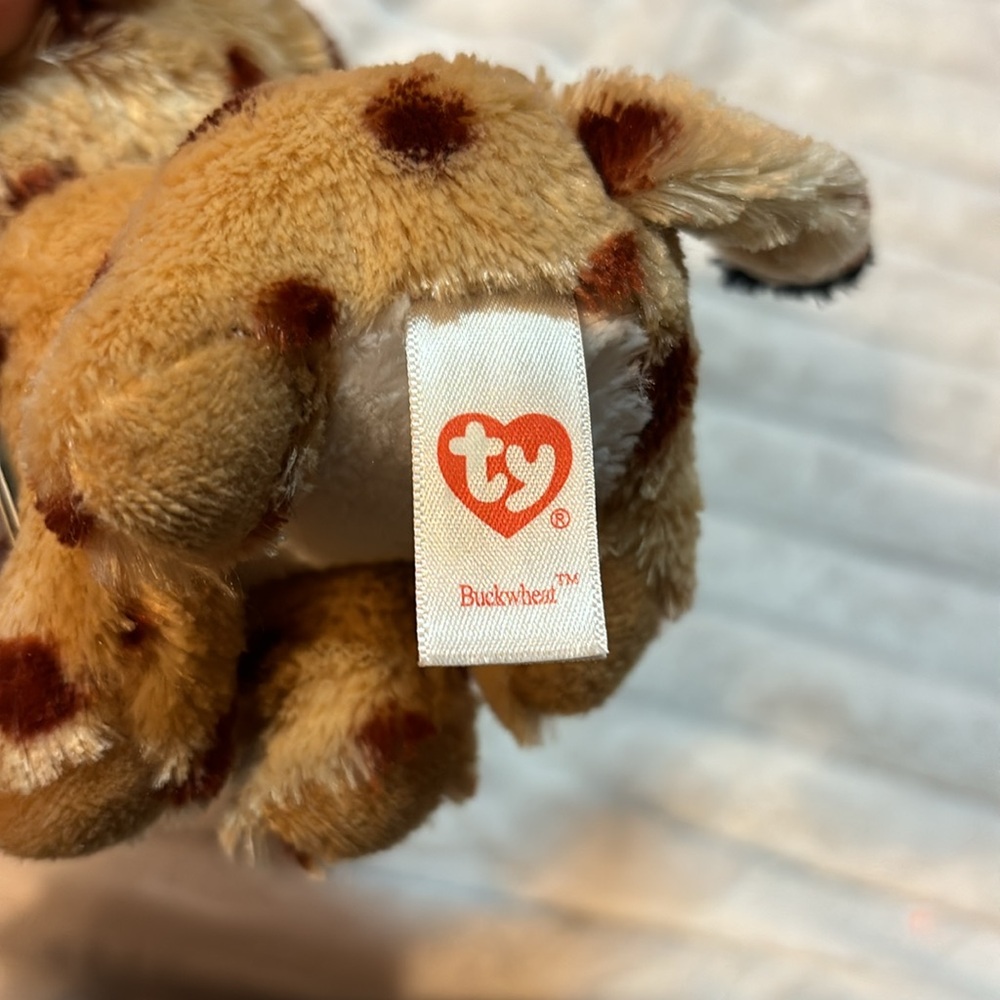 2015 Beanie Boos Ty Buckwheat 6” September 14 EUC - Picture 7 of 8